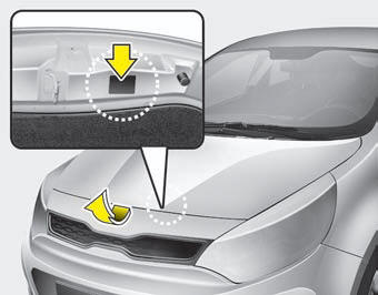 The refrigerant label is located on the underside of the hood.